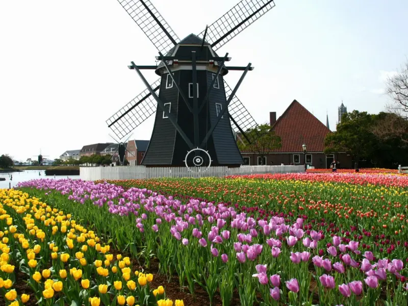 Huis Ten Bosch showcasing its iconic Dutch architecture and vibrant tulip fields, perfect for photography