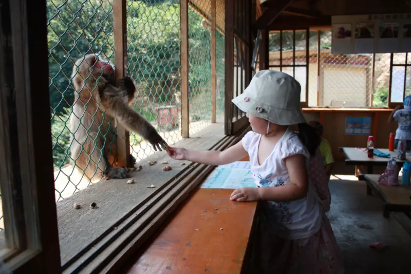 Iwatayama Monkey Park