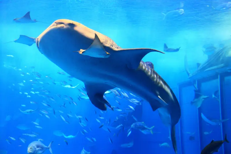 Whale sharks and manta rays in the Kuroshio Tank at Okinawa Churaumi Aquarium