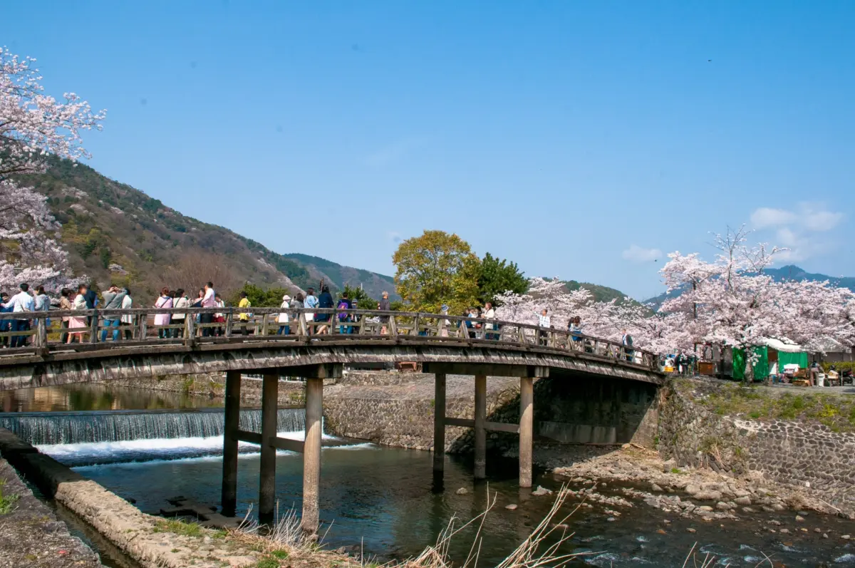 Cherry blossoms in full bloom along the Katsura River in Arashiyama, Kyoto.