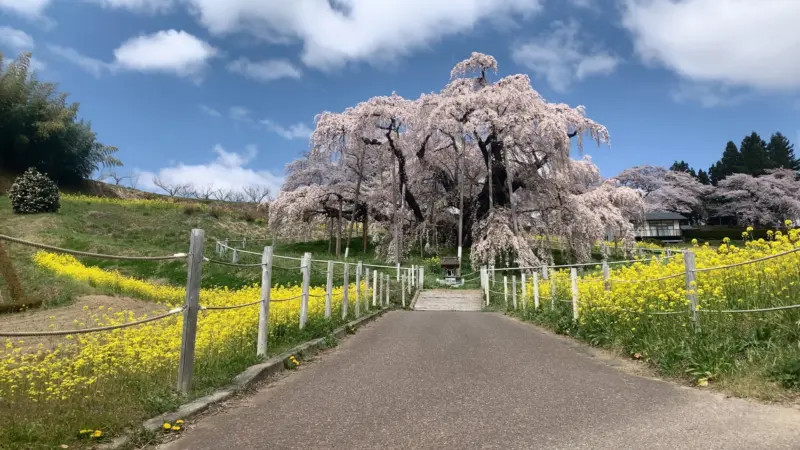 The majestic Miharu Takizakura cherry tree in full bloom