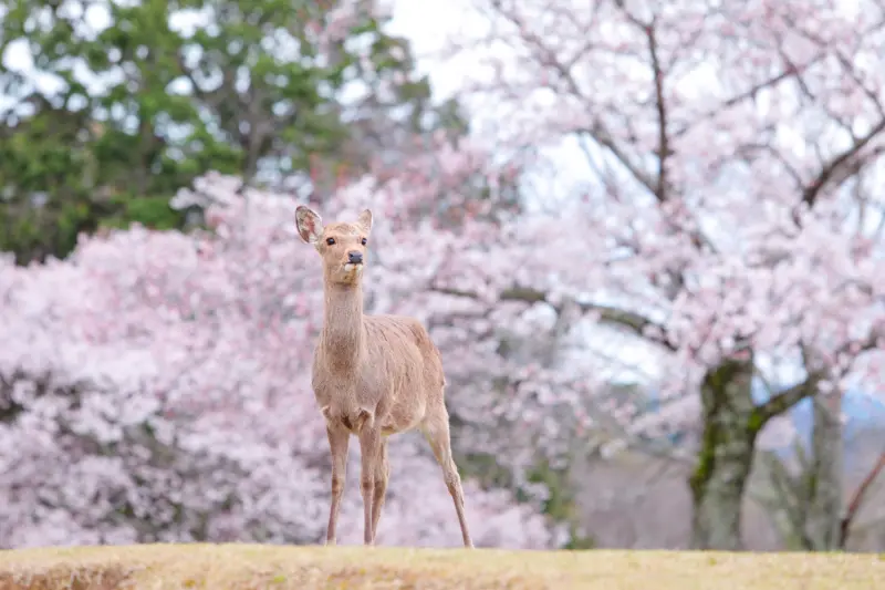 deer with sakura