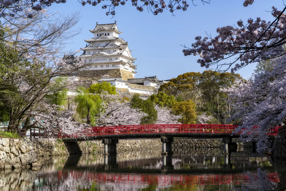 Cherry blossoms in full bloom at the Sannomaru Grounds of Himeji Castle UNESCO World Heritage Site.