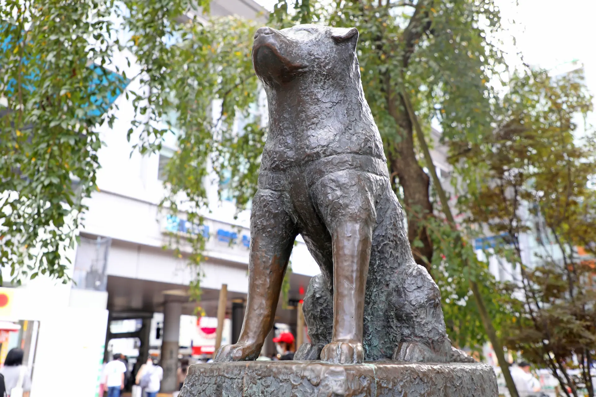 hachiko