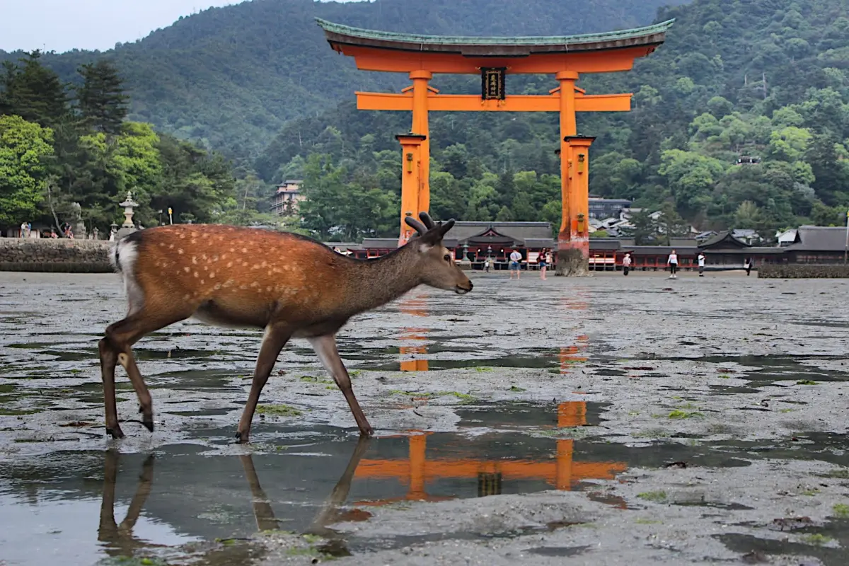 A deer walking near the Torii gate of Miyajima during low tide.