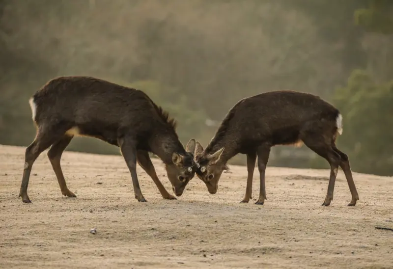 Deer and visitors interacting respectfully in Nara Park