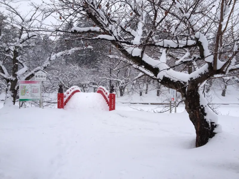  A pathway lined with cherry blossoms in Hirosaki Park.
