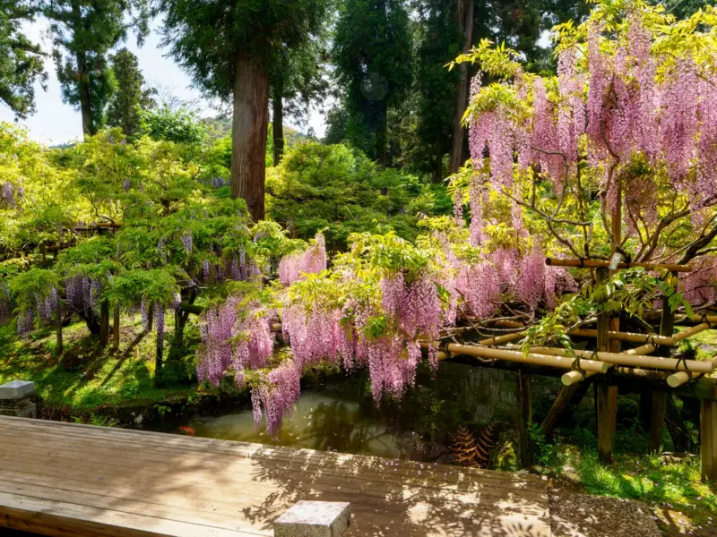 Manyo Botanical Garden at Kasuga Taisha Shrine