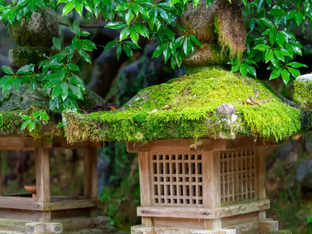 kasuga taisha