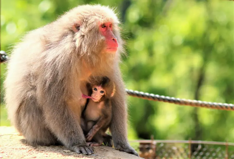 Iwatayama Monkey Park