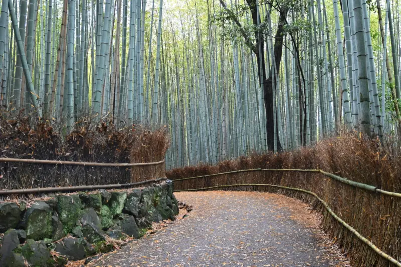 Arashiyama Bamboo Grove in Kyoto