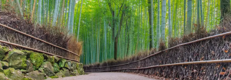 Arashiyama Bamboo Grove