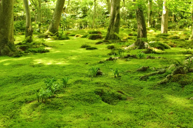 Giōji Temple moss garden in Kyoto