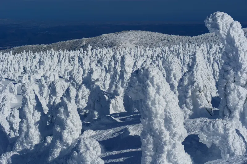 Snow monsters (frost-covered trees) at Zao Onsen Ski Resort