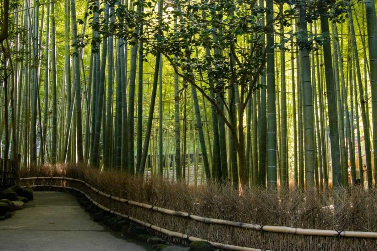 A serene bamboo grove at Hokoku-ji Temple in Kamakura, Japan.