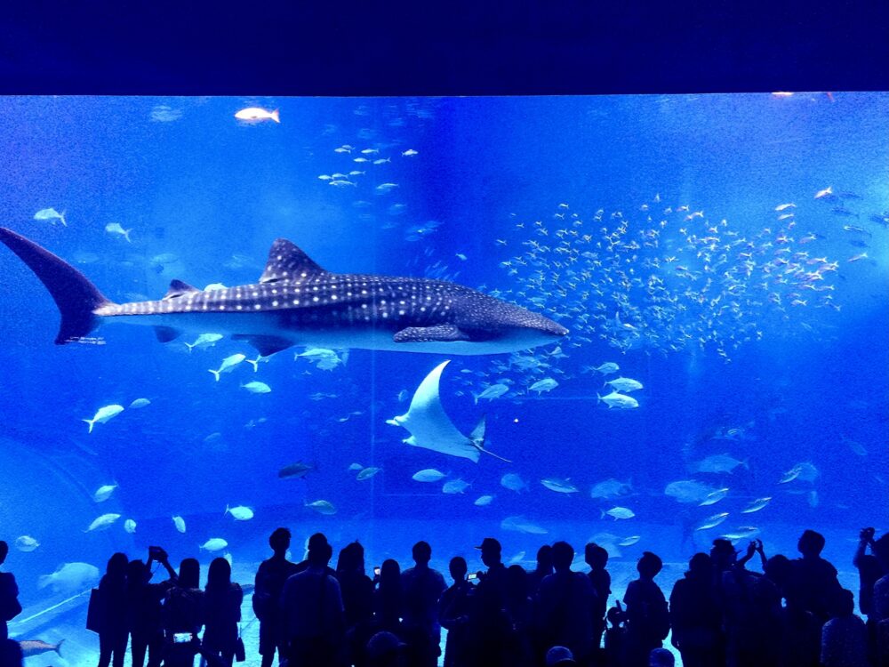 Whale shark in the large tank at Okinawa Churaumi Aquarium