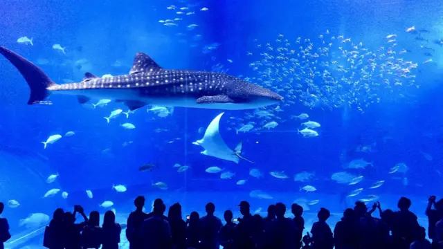 Whale shark in the large tank at Okinawa Churaumi Aquarium