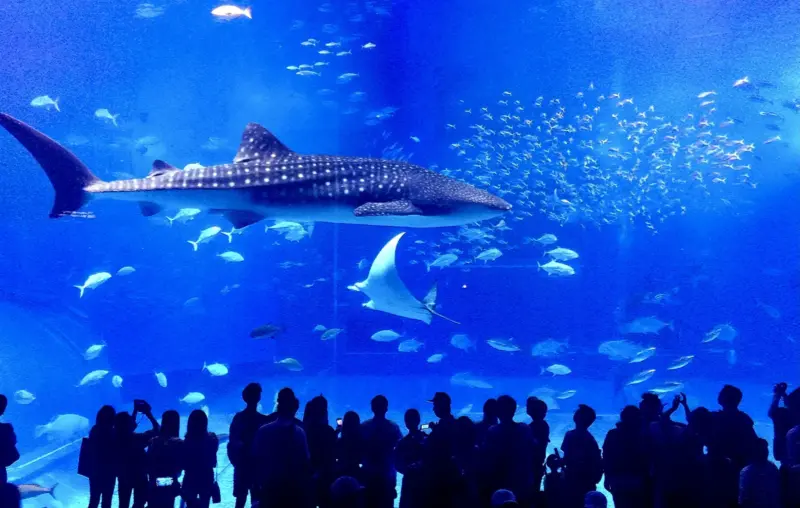 Whale sharks and manta rays in the Kuroshio Tank at Okinawa Churaumi Aquarium