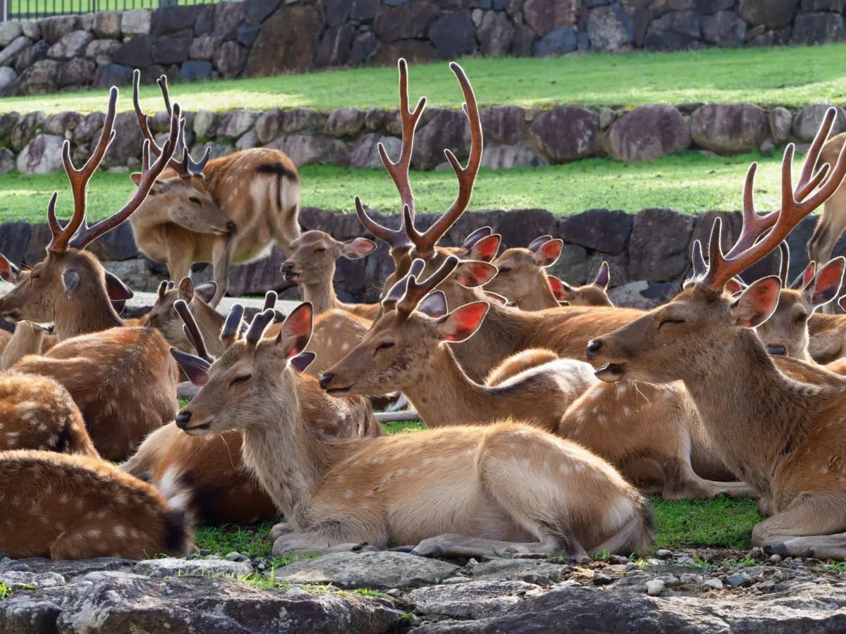 A group of Nara Park deer resting peacefully in the shade of trees.