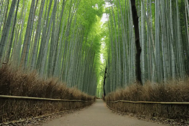 Arashiyama Bamboo Forest in Kyoto