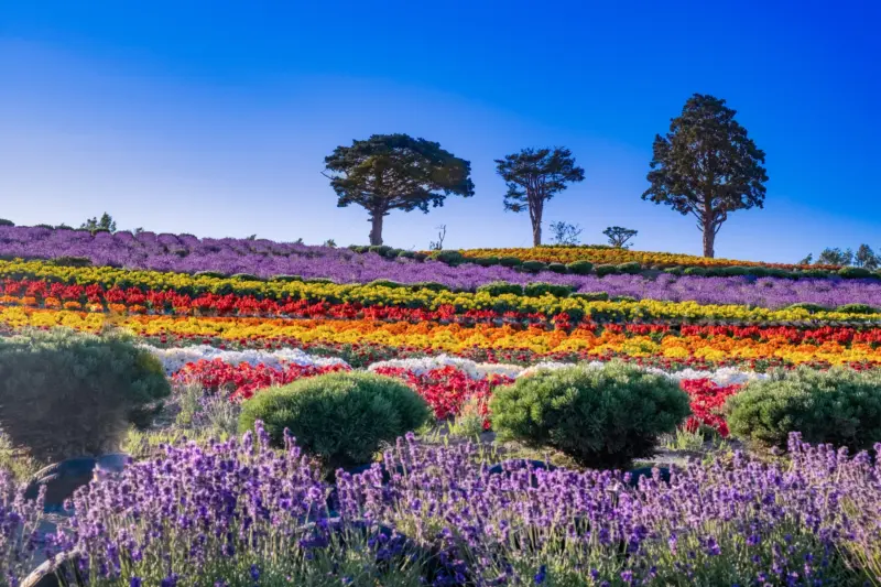 Furano Flower Fields