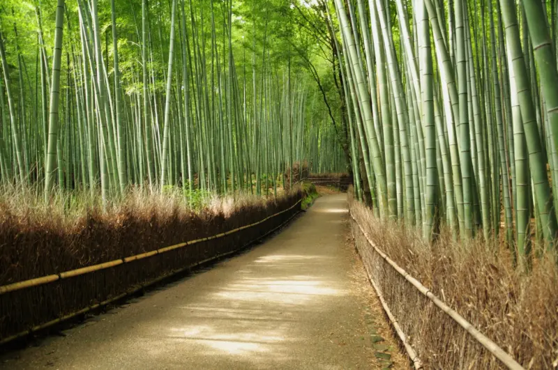 Bamboo Grove