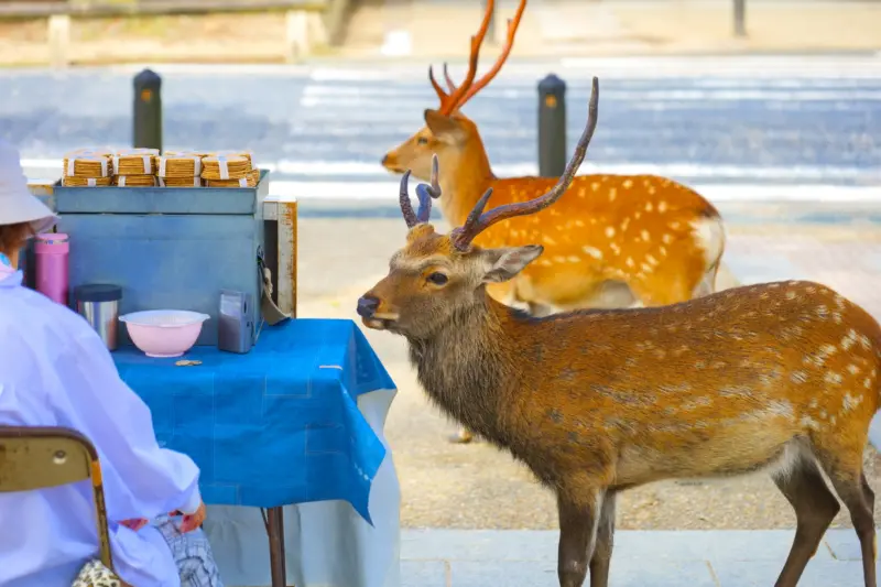 Visitor feeding a Nara Park deer with deer crackers