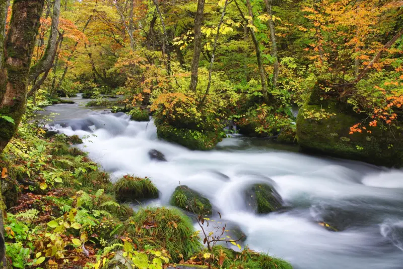  A tranquil waterfall along the Oirase Stream trail.
