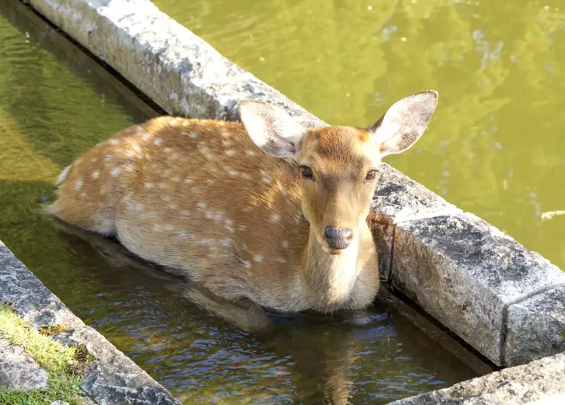 Scenic view of Nara Park with deer in the foreground