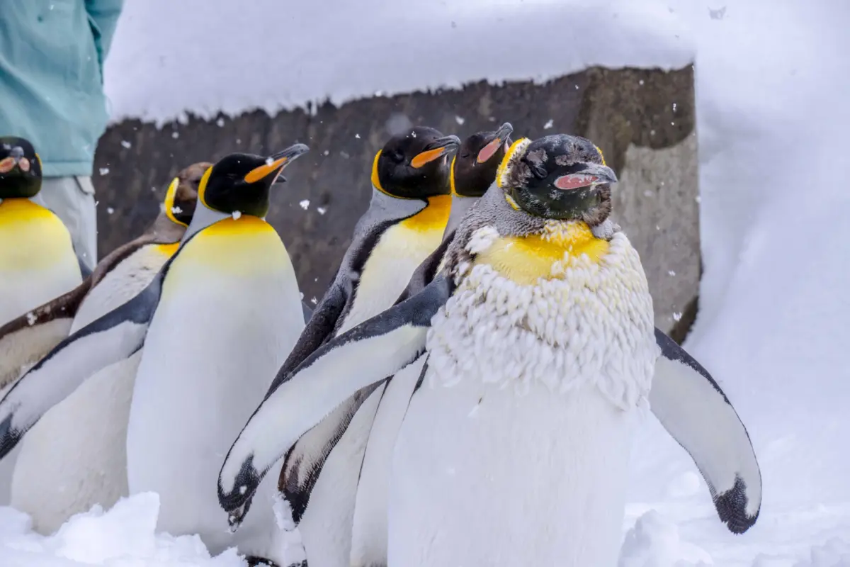 Penguins walking at Asahiyama Zoo