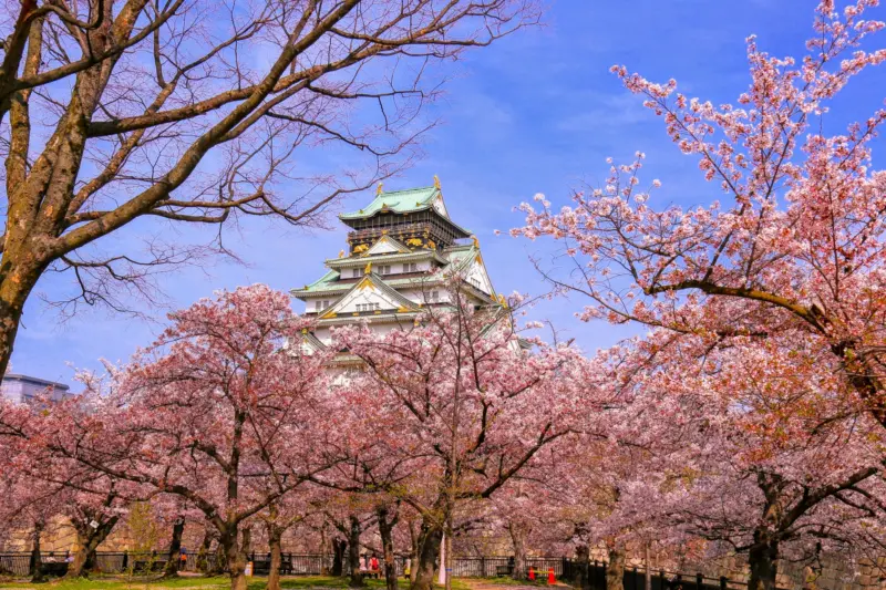 Osaka Castle with Sakura