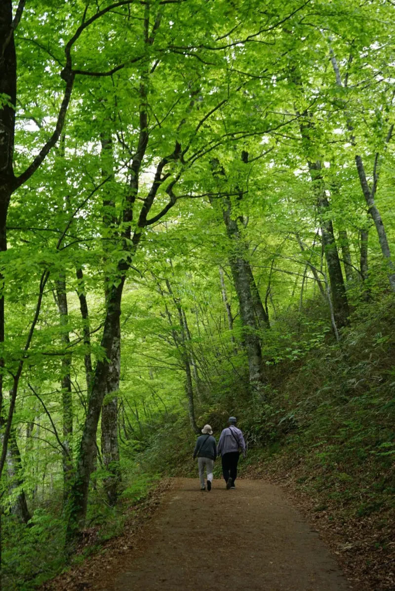 Dense green beech forests of Shirakami-Sanchi, a UNESCO World Heritage site