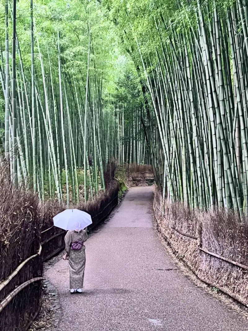 Arashiyama Bamboo Forest with tall, green bamboo stalks.