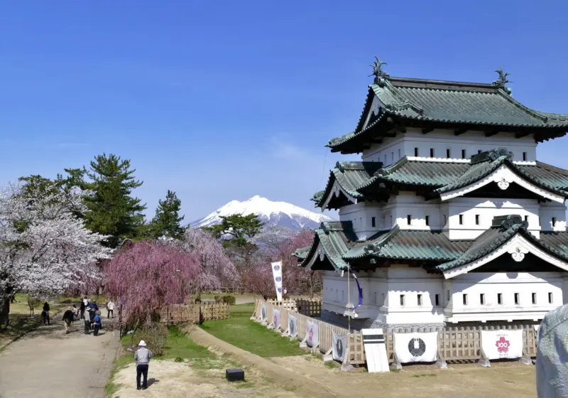  Hirosaki Castle surrounded by pink cherry blossoms in spring.
