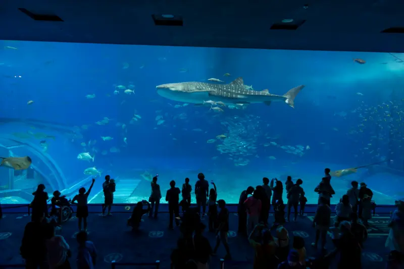 Okinawa Churaumi Aquarium featuring whale sharks and marine life