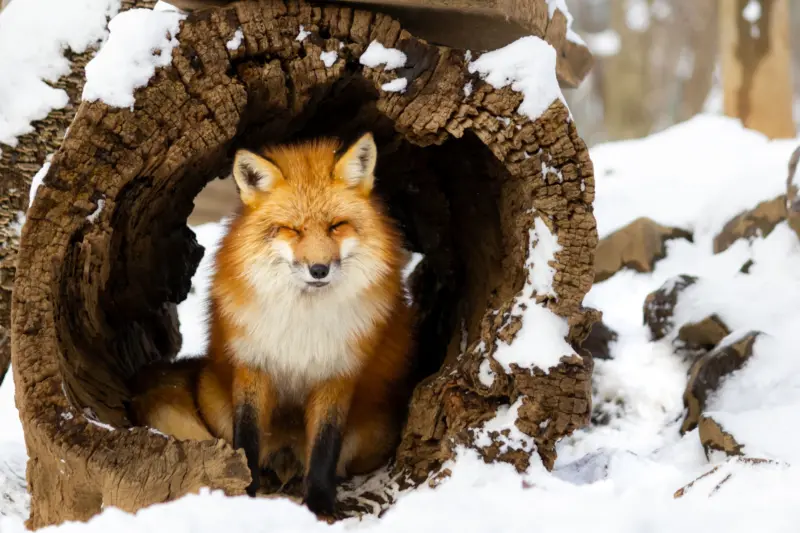  A playful fox at Zao Fox Village in Miyagi.
