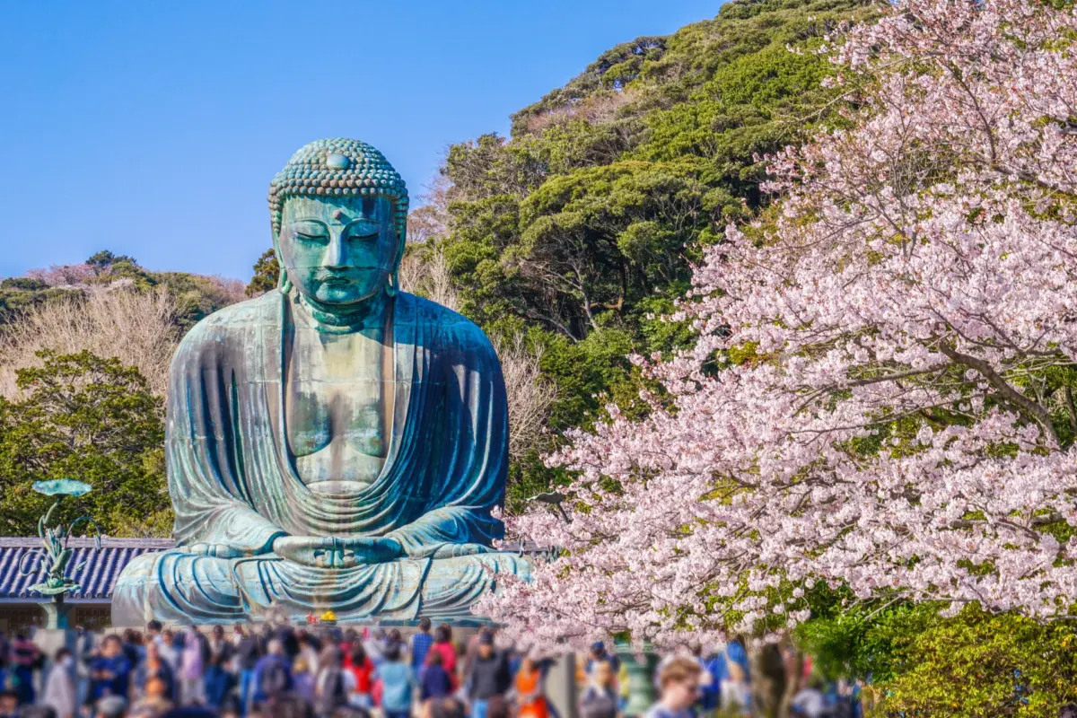 Cherry blossoms in full bloom near a temple in Kamakura.