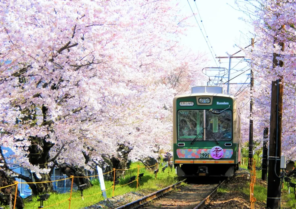 A Randen train passing under cherry blossoms in full bloom in Arashiyama.