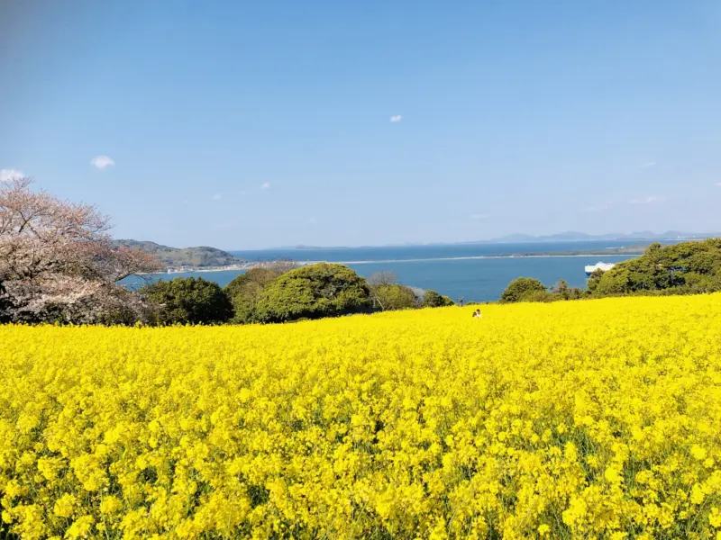 A field of flowers on Nokonoshima Island with the sea in the background