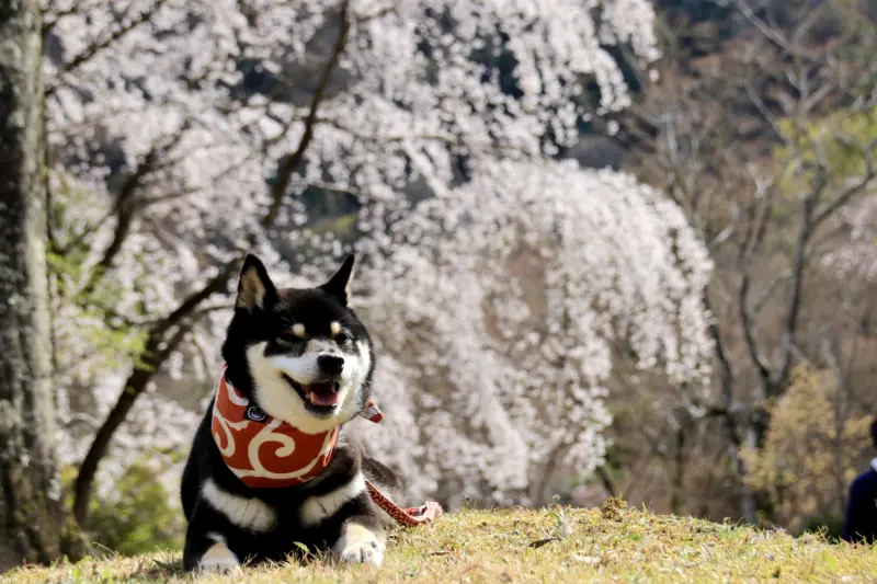 Cherry blossoms in Arashiyama