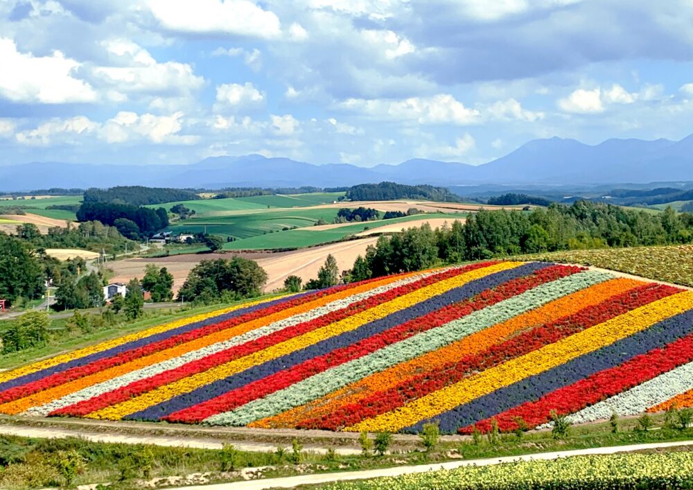 Furano flower fields with lavender in full bloom under a clear blue sky.