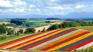 Furano flower fields with lavender in full bloom under a clear blue sky.