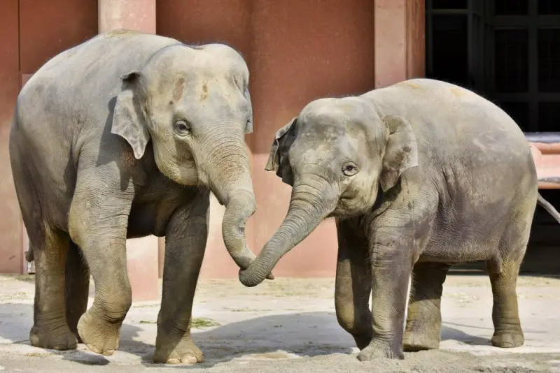 A baby elephant playing in the water at Higashiyama Zoo