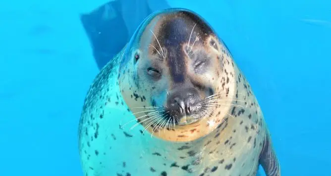 Marine World Uminonakamichi (Fukuoka)