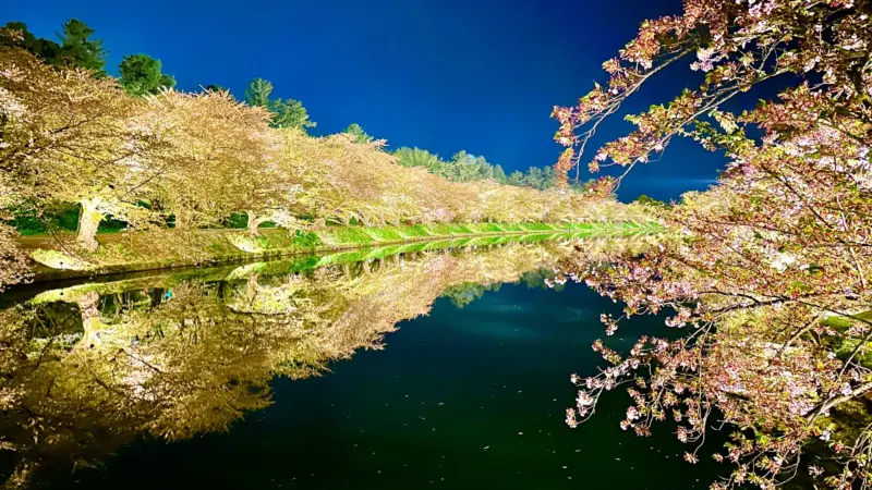  Lantern-lit cherry trees during Hirosaki Cherry Blossom Festival.
