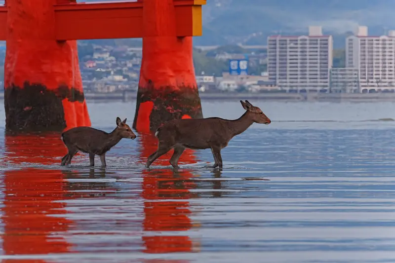 Itsukushima Shrine on Miyajima Island