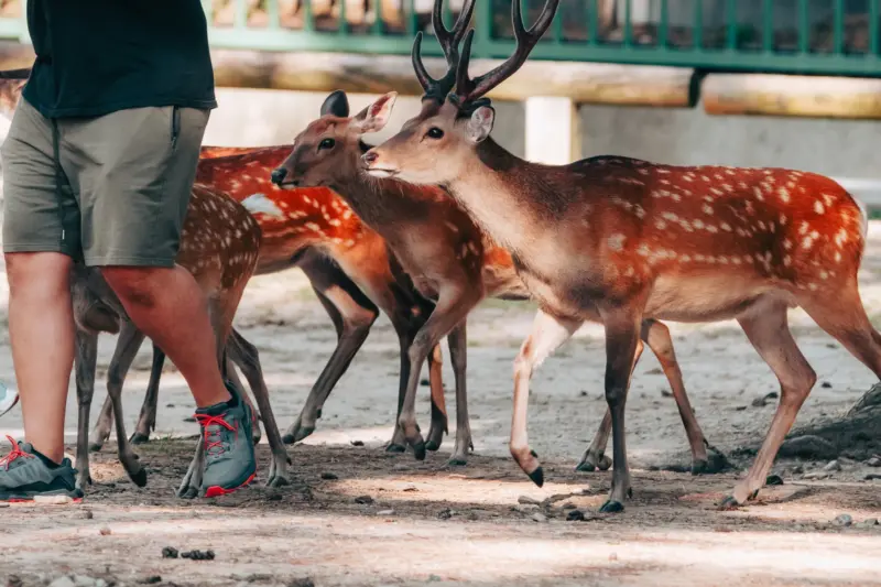 Deer at Nara Park near Todai-ji Temple