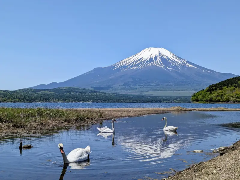 Mount Fuji reflected on Lake Kawaguchi with clear skies