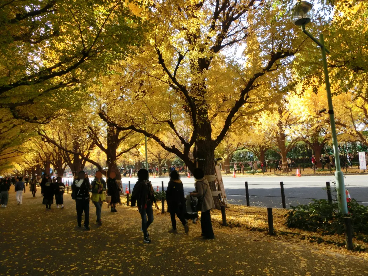 People strolling beneath golden ginkgo trees in autumn