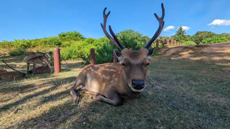 A group of deer in Nara Park near Todai-ji Temple